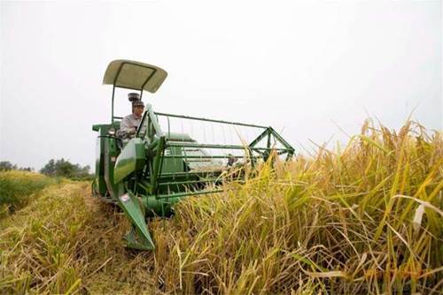 2017年全喂入水稻收获机市场形势见好